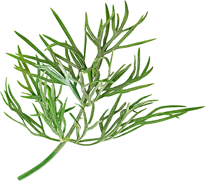 dill