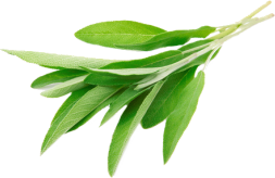 salvia