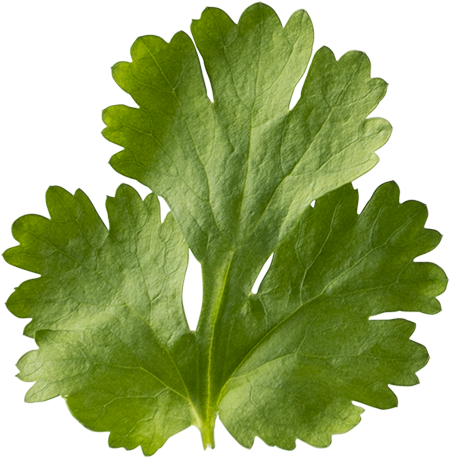 koriander