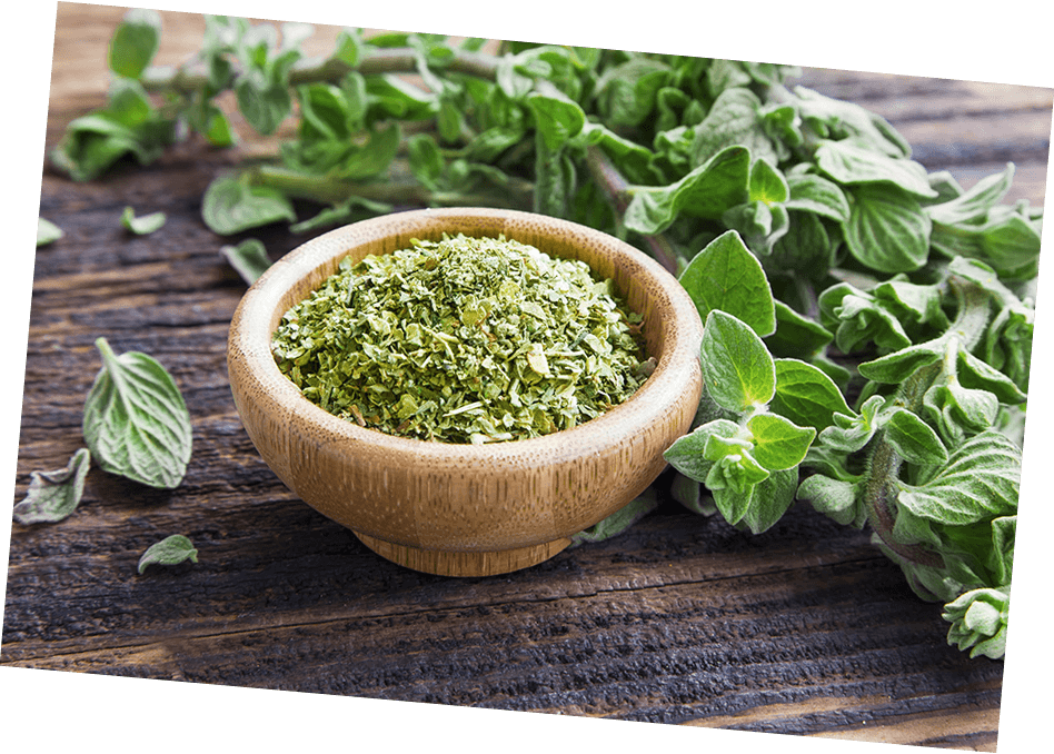 oregano_historia