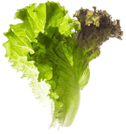 ro-dgro-n-sallat