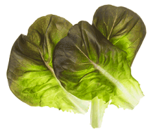 salanova